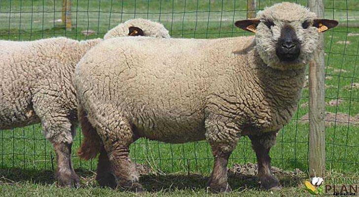 Hampshire Sheep: A Rare Sheep Breed