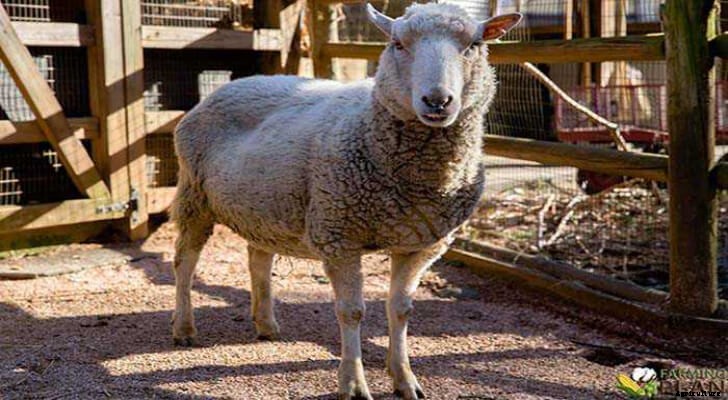 Gulf Coast Native Sheep: An Endangered Breed