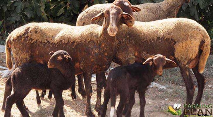 Guirra Sheep: The Red Levantina