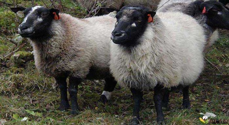Grey Troender Sheep: A Rare Breed of Sheep