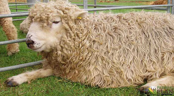 Greyface Dartmoor: The Rare Breed of Sheep
