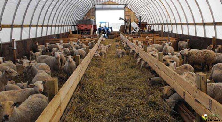 Sheep Housing: The Science of Protecting Animals