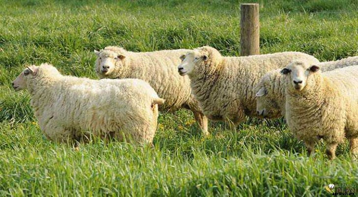 Sheep Farming: A Complete Guide