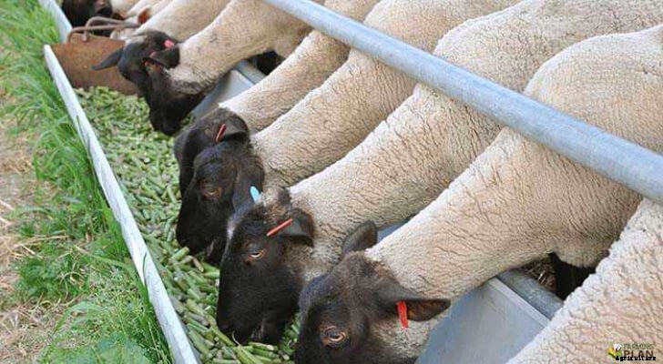 Sheep Feed: How to Raise Sheep