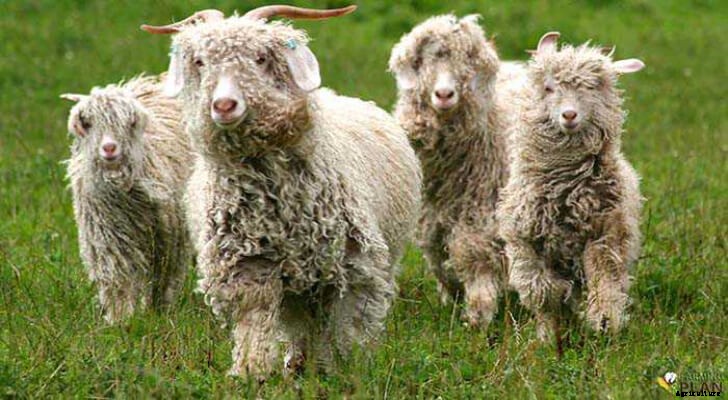 Sheep Breeds: Working with Animals