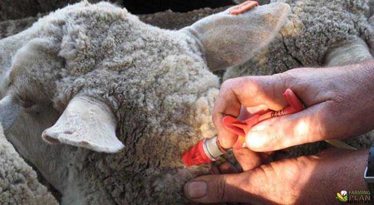 Diseases of Sheep: Causes, Symptoms and Treatment Options