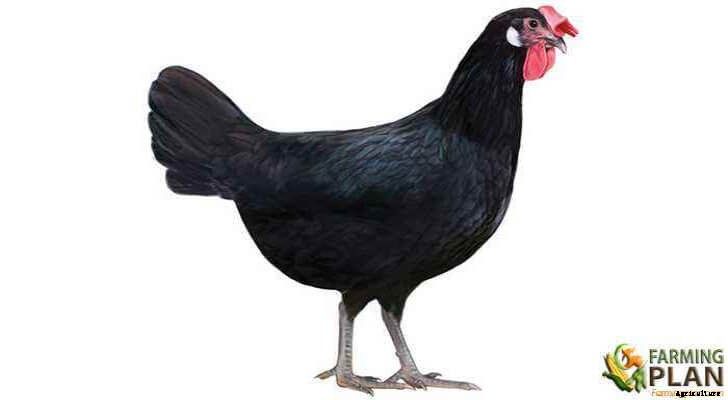 Minorca Chicken: Expert Care & Advice for Chickens