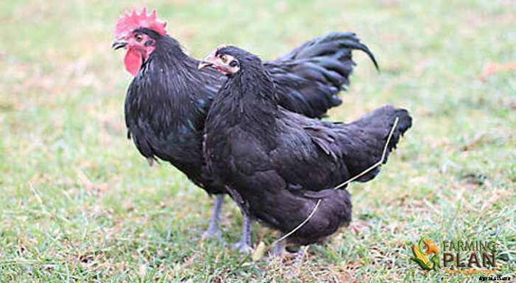 Jersey Giant Chicken: The Best American Heritage Breed