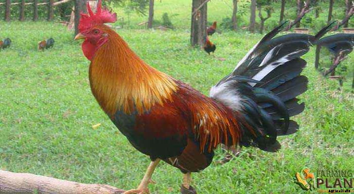 Asil Chicken: Indian Game Chicken