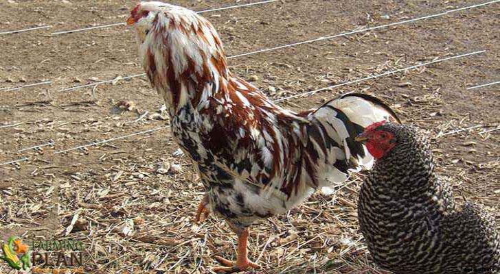 Orloff Chicken: Raising Russian Orloff Chicken