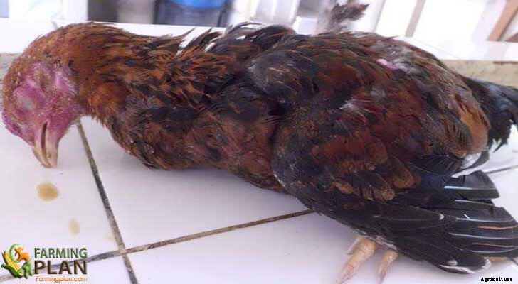 Newcastle Disease: Symptoms in Chickens