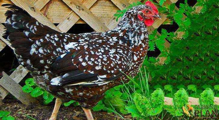 Sussex Chicken: Raising Happy Chicken