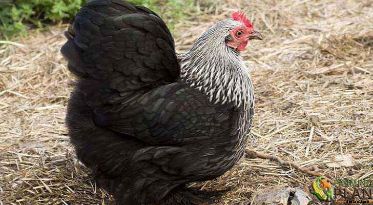 Pekin Chicken: British Breed of Chicken