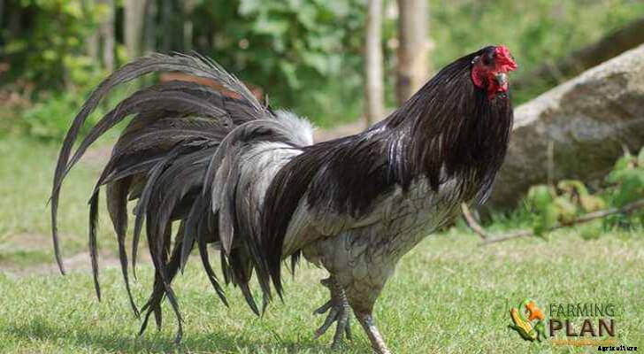 Sumatra Chicken: A Breed of Fighting Chicken
