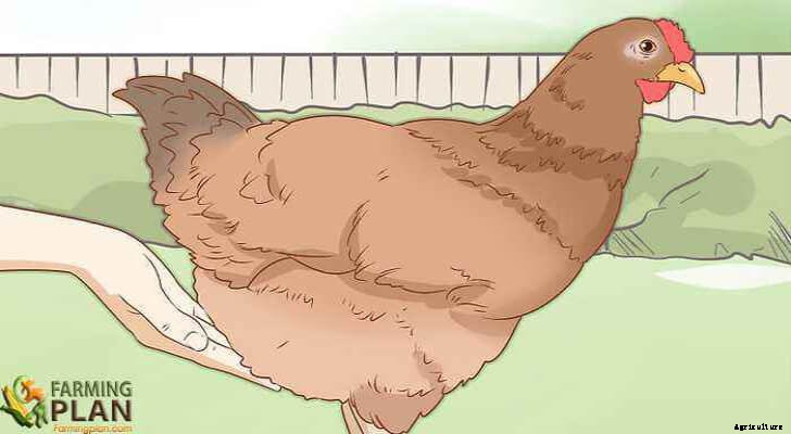 Egg-Bound Chicken: Resolving an Emergency