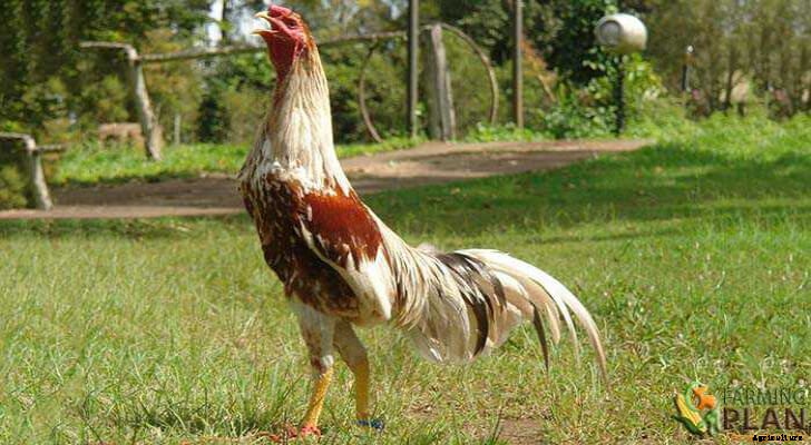 Shamo Chicken: Fighting Chickens of Thailand