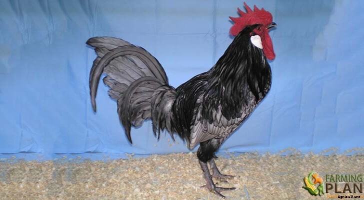 Andalusian Chicken: A Spanish Breed of Bird