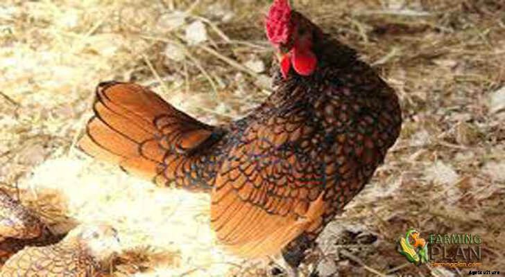 Sebright Chicken: Golden Sebright Bantams