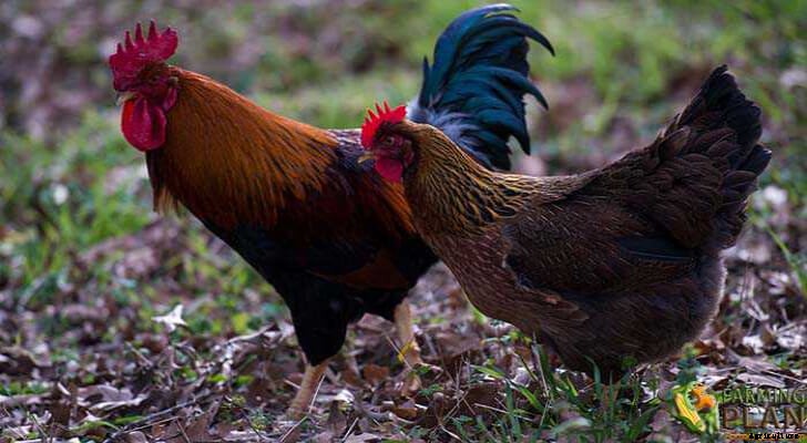 Welsummer Chicken: Backyard Chicken Coops
