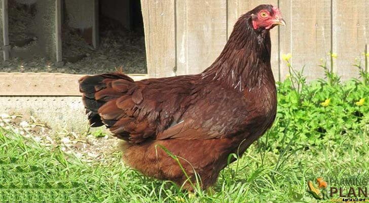 Buckeye Chicken: A Breed of American Poultry