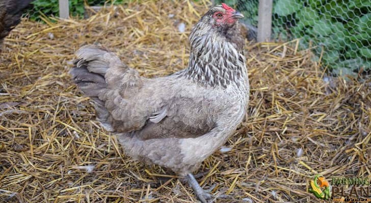 Ameraucana Chicken: Unique Breed of Chicken