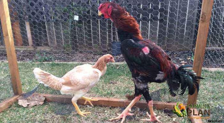 Malay Chicken: Breed of Game Chicken