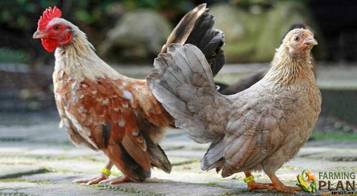 Serama Chicken: A Guide to Raising