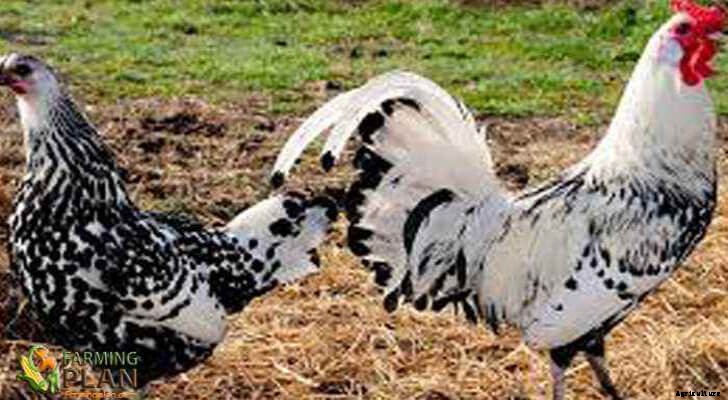 Hamburg Chicken: Rise of Hamburg Chicken