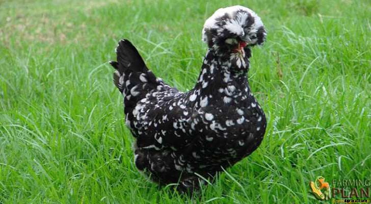 Houdan Chicken: A French Breed of Livestock