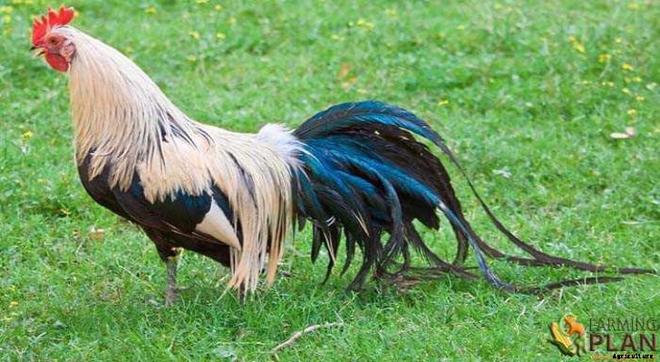 Phoenix Chicken: German Long-Tailed Chicken