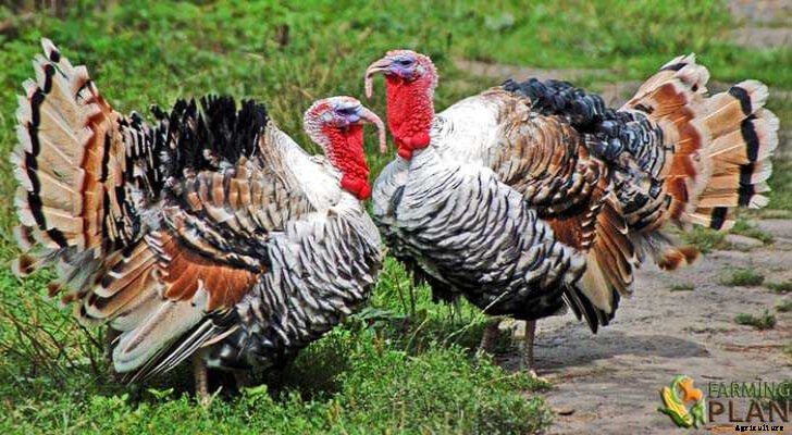 Turkey Breed: Truth about Domestic Turkey