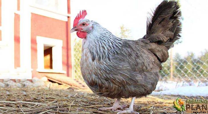 Dorking Chicken:  A British Chicken Breed
