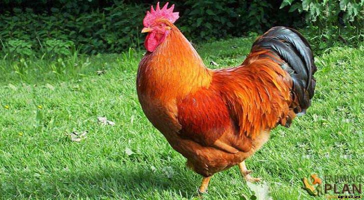 New Hampshire Chicken: A Lesser-Known Breed