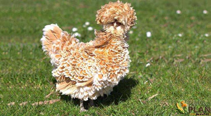 Frizzle Chicken: Information for Chicken Breeders