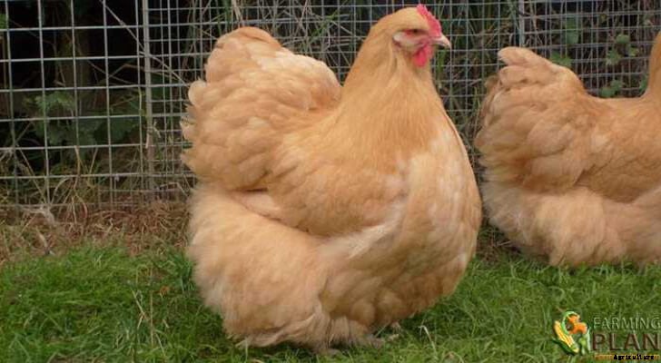 Orpington Chicken: A British Breed of Chicken