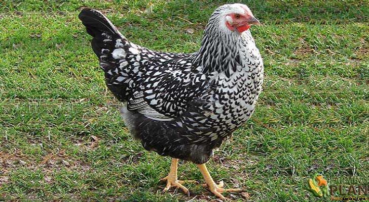 Wyandotte Chicken: The Richest Chicken Breed