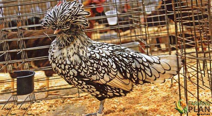 Polish Chicken: Super Cool Breed of Chicken