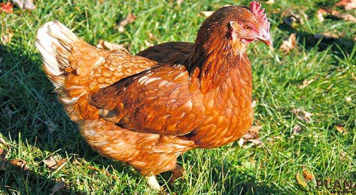 Red Shaver Chicken: An Interesting Chicken Breed