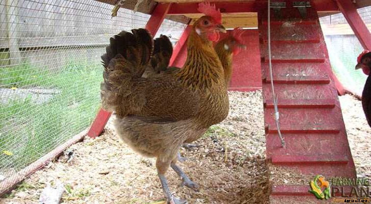 The Penedesenca: A Spanish Breed of Chicken