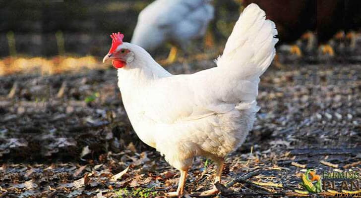 Leghorn Chicken: Italy’s Approach to Chicken
