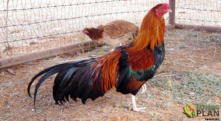 Cubalaya Chicken: Breed of Domestic Chickens