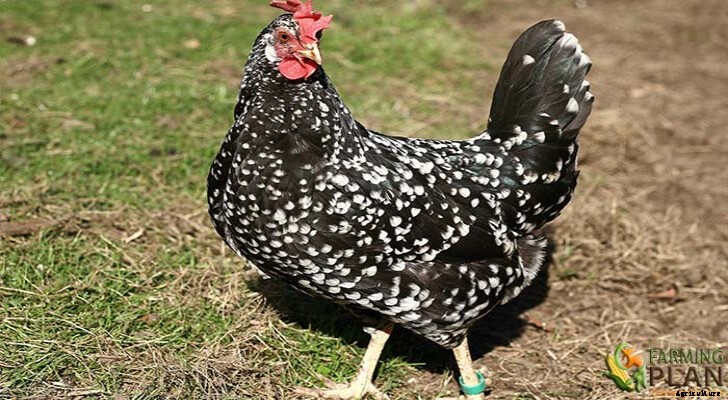 Ancona Chicken: A Breed of the Marches