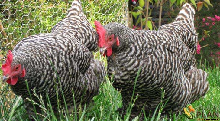 Kuroiler Chicken: A Hybrid Chicken Breed