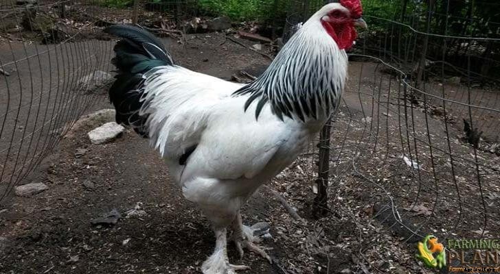 Brahma Chicken: America’s First Meat Breed