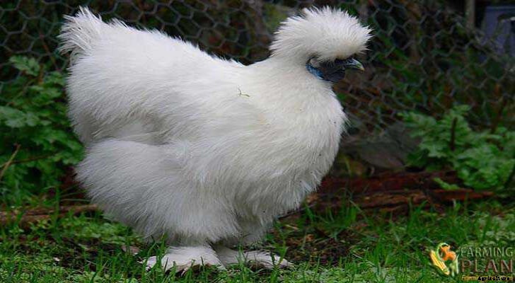 Silkie Chicken: The Most Unusual Chicken