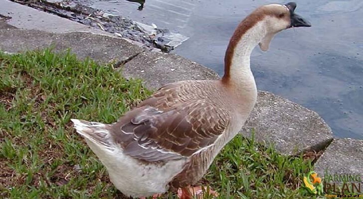 African Goose: Favorite Breeds of Goose