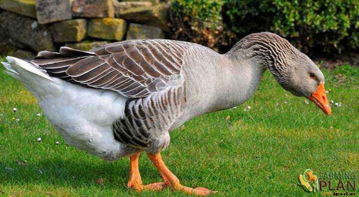 Toulouse Goose: Information about Goose