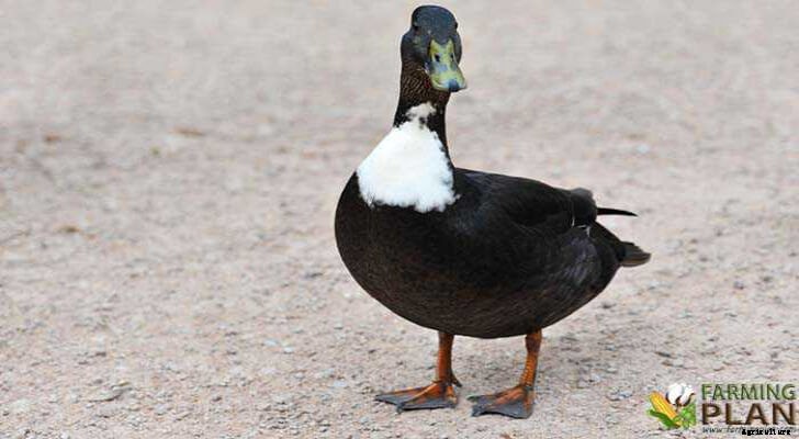 Pomeranian Duck: Evolution of a Landrace