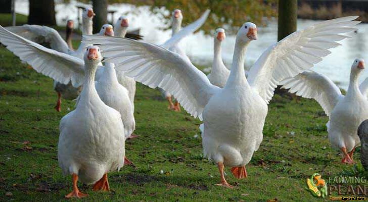 Goose: A Family of Waterfowl Birds