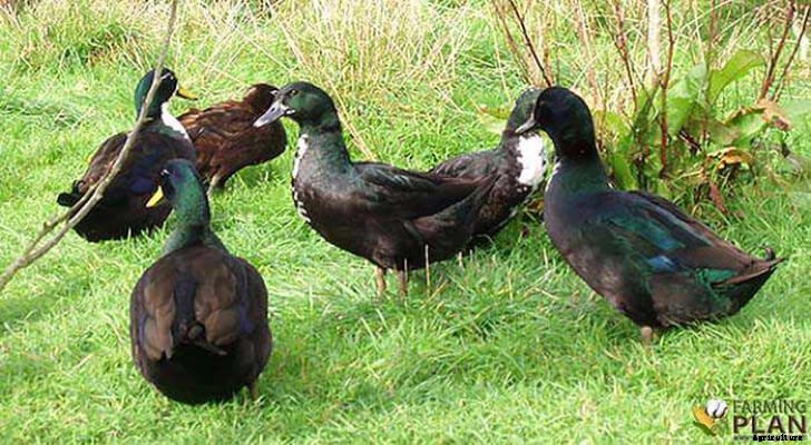Shetland Duck: Swedish Blue Ducks in Scotland